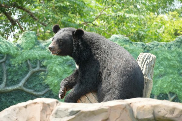Découvrez dailycieux : des repas faits maison en un clin d'œil !